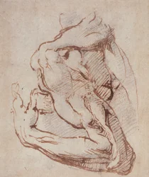 腕の研究（インク）Inv.1859514819（W.49）